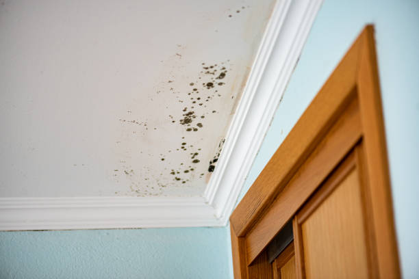 Best Toxic Mold Removal  in Mays Chapel, MD