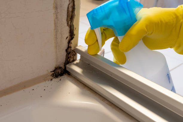 Best Mold Removal Process  in Mays Chapel, MD