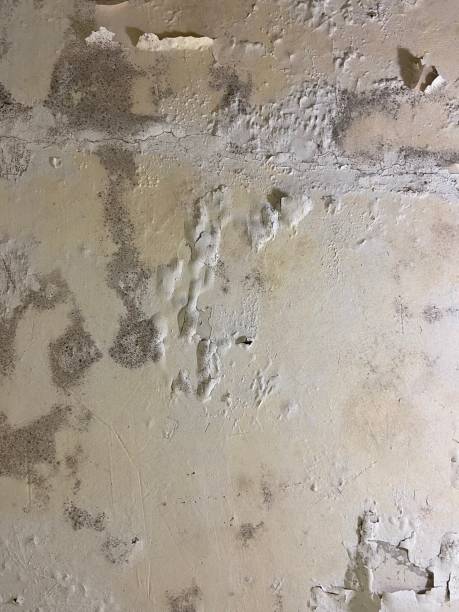 Best Professional Mold Removal  in Mays Chapel, MD